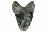 Fossil Megalodon Tooth - Pathological Tooth #168958-1